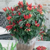 Capsicum annuum (Peperoncino ornamentale)