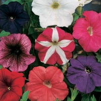 Petunia hybrida (Petunia semplice)