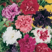 Petunia hybrida (Petunia superbissima)