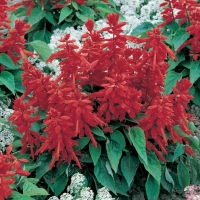 Salvia splendens (Salvia splendente)