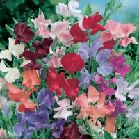 Lathyrus odoratus (Pisello odoroso)