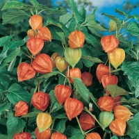 Physalis alkekengii (Physalis)