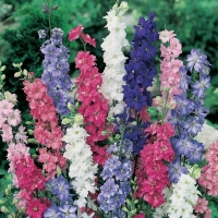 Delphinium consolida (Speronella bouquet)