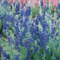 Delphinium elatum (Speronella perenne)