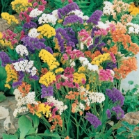 Limonium sinuatum (Statice sinuata)