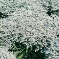 Limonium tataricum (Statice tatarica)