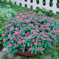 Vinca rosea (Vinca)