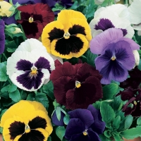 Viola tricolor (Viola del Pensiero)
