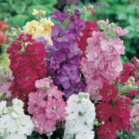 Matthiola incana (Violaciocca di Nizza)