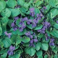 Viola odorata (Violetta a Mammola)