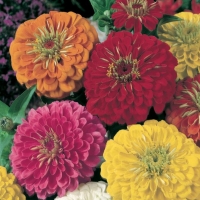 Zinnia elegans (Zinnia)