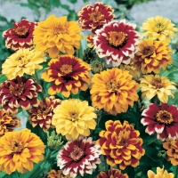 Zinnia angustifolia (Zinnia messicana)