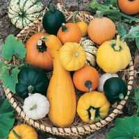 Cucurbita pepo e Cucurbita lagenaria (Zucchetta ornamentale)