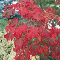 Acer JAPONICUM 'ACONITIFOLIUM'