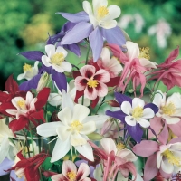 Aquilegia caerulea (Aquilegia)