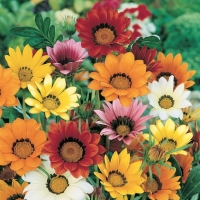 Gazania splendens (Gazania)