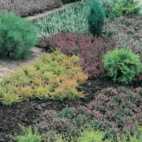 Erica CARNEA (Scopina)