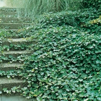 Hedera HELIX