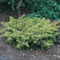 Juniperus COMMUNIS 'DEPRESSA AUREA'