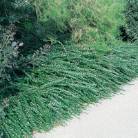 Lonicera PILEATA = CHAMAECERASUS PILEATA