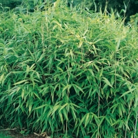 Bambù a vegetazione media (da 1,50 a 4 m)