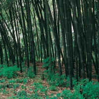 Bambù a grande vegetazione (da 5 a 10 m)