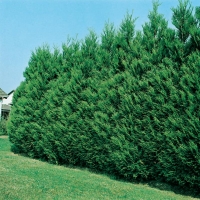 Thuja PLICATA 'ATROVIRENS'