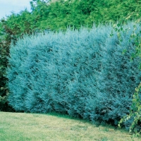 Cupressus ARIZONICA 'FASTIGIATA'