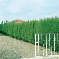 Cupressus SEMPERVIRENS (Cipresso comune)