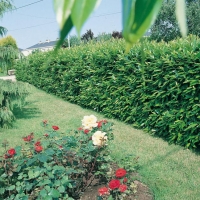 Prunus LAUROCERASUS 'OTTO LUYKEN'