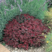 Berberis THUNBERGII 'ATROPURPUREA NANA'