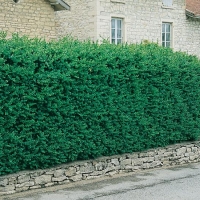 Buxus SEMPERVIRENS