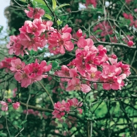 Chaenomeles SPECIOSA 'EXIMIA'