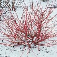 Cornus SANGUINEA WINTER FLAME<sup>®</sup> 'ANNY'