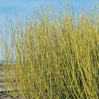 Cornus STOLONIFERA 'FLAVIRAMEA' (Corniolo a legno giallo)