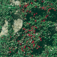 Cotoneaster MICROPHYLLUS 'STREIB'S FINDLING' = PROCUMBENS