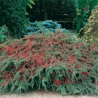 Cotoneaster HORIZONTALIS