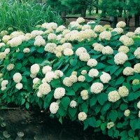 Hydrangea ARBORESCENS 'ANNABELLE'