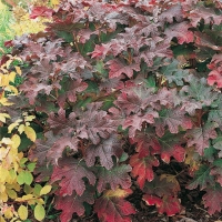 Hydrangea QUERCIFOLIA