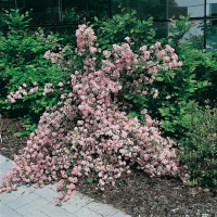 Deutzia