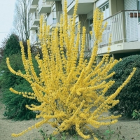 Forsythia WEEK-END<sup>®</sup> 'COURTALYN'