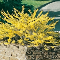 Forsythia MARÉE D'OR<sup>®</sup> 'COURTASOL'