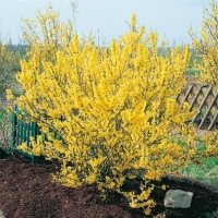 Forsythia MÉLÉE D'OR<sup>®</sup> 'COURTANEUR'