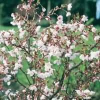 Prunus INCISA 'KOJO-NO-MAI' (Ciliegio)
