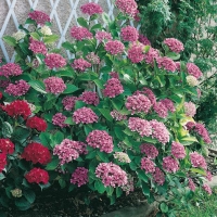 Hydrangea MACROPHYLLA 'AYESHA'