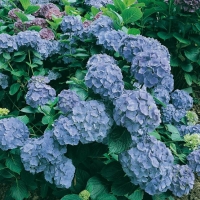 Hydrangea MACROPHYLLA 'BODENSEE'