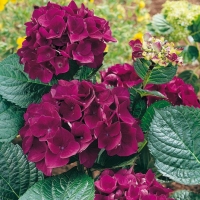 Hydrangea MACROPHYLLA 'MERVEILLE SANGUINE' = FOLEUS PURPUREUS