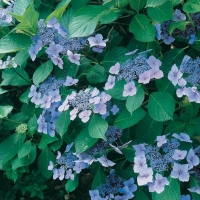 Hydrangea MACROPHYLLA 'BLAUMEISE'