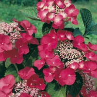 Hydrangea MACROPHYLLA 'GEOFFREY CHADBUND'