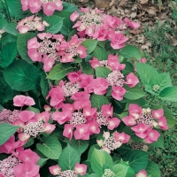 Hydrangea MACROPHYLLA 'MOUSMEE'